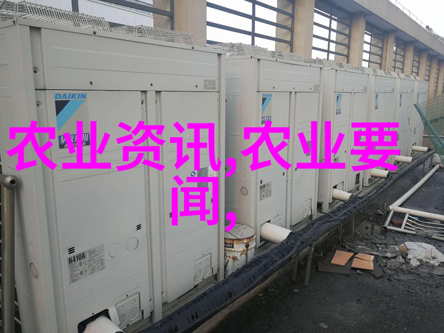 鸡舍管理之道让土鸡养殖更高效