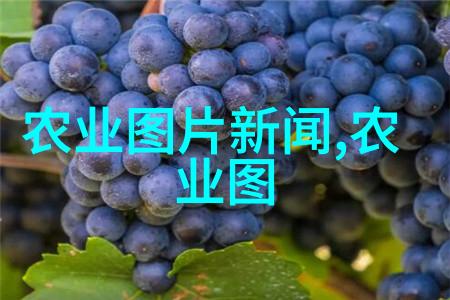 中国农机网揭秘公猪配种大师科学使用种公猪掌握这些事项不容忽视