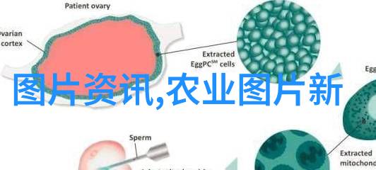 在不同气候条件下如何调整饲料配方以满足羊类需求