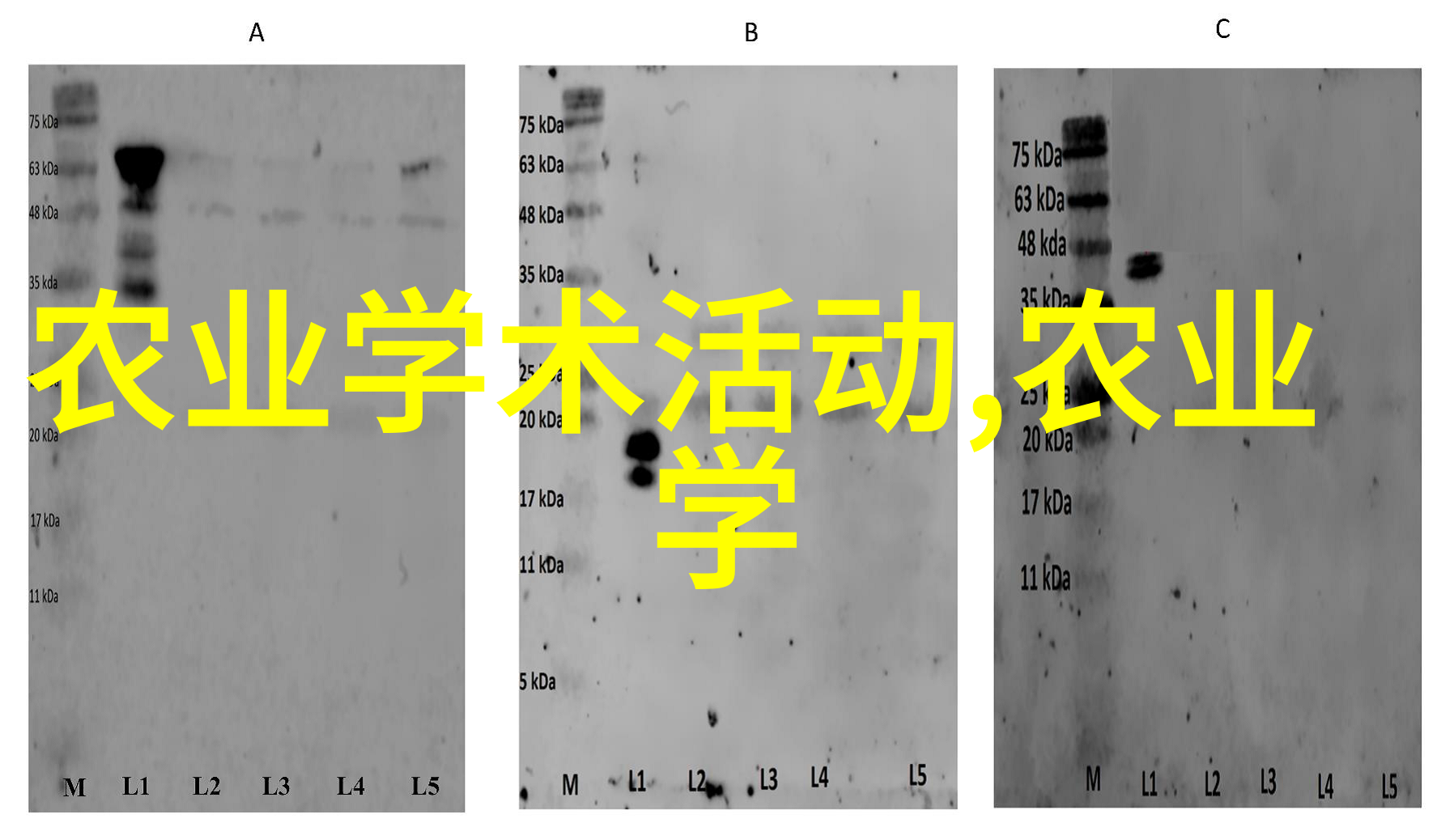 鳖病的防治