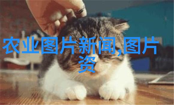 高温天气夜间喂猪增重快