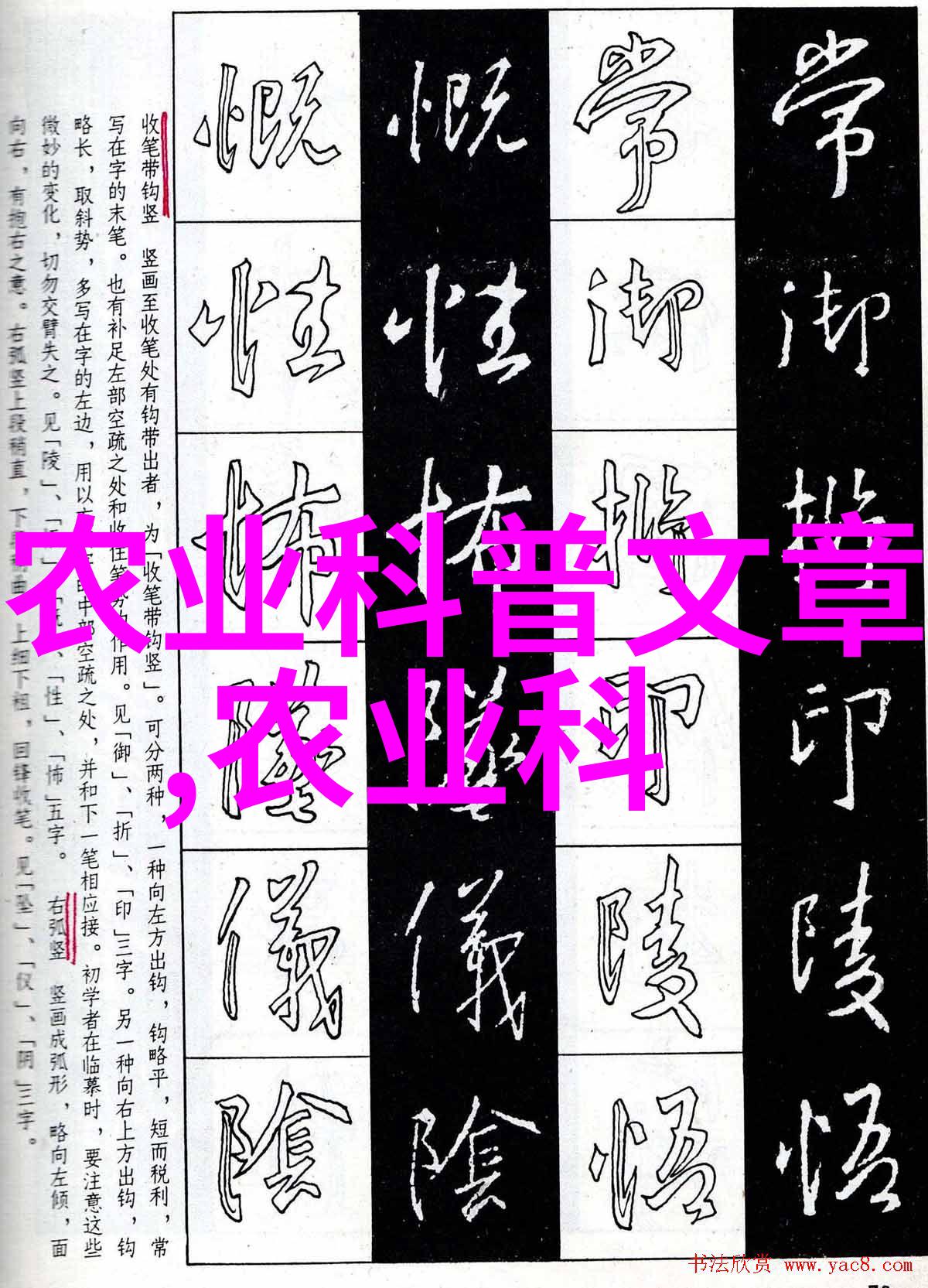 玉米种子的秘密从播种到丰收的故事