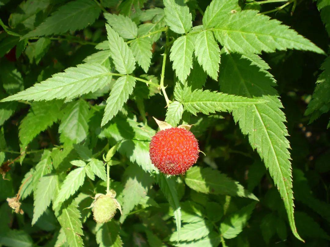 阿坝州天气变幻探索四川高原的季节之舞