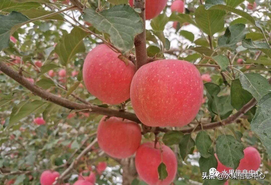 广东中药材种植基地万寿菊不开花背后的自然原因探究