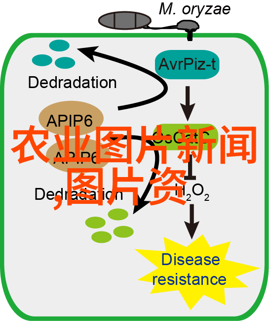 品茗探秘名种茶叶的功效与作用