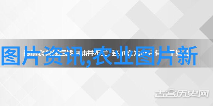 鸽子养殖技术全解析从饲养环境到繁育秘诀