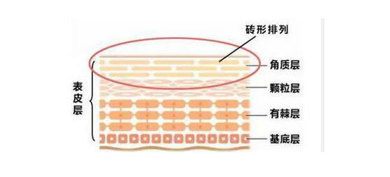 猪牛羊养殖成本利润对比-四分五裂的饲料剖析猪牛羊养殖业成本与利润差异