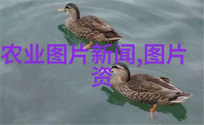 奶山羊养殖利润分析 - 剖析奶山羊产业如何优化养殖模式以提升经济效益