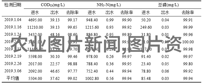 翩跹在花海探秘蜜蜂的多样品种与精彩图片