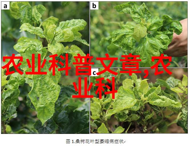 园艺专业有出路吗我是如何在花园里找到成功的