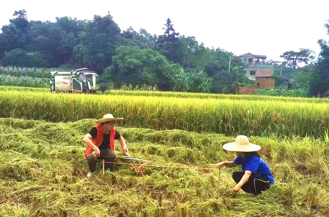 种药材哪样又快又赚钱咱们来聊聊这事儿