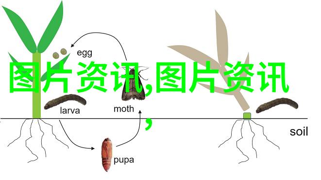 我来告诉你茶叶小知识从种植到泡杯