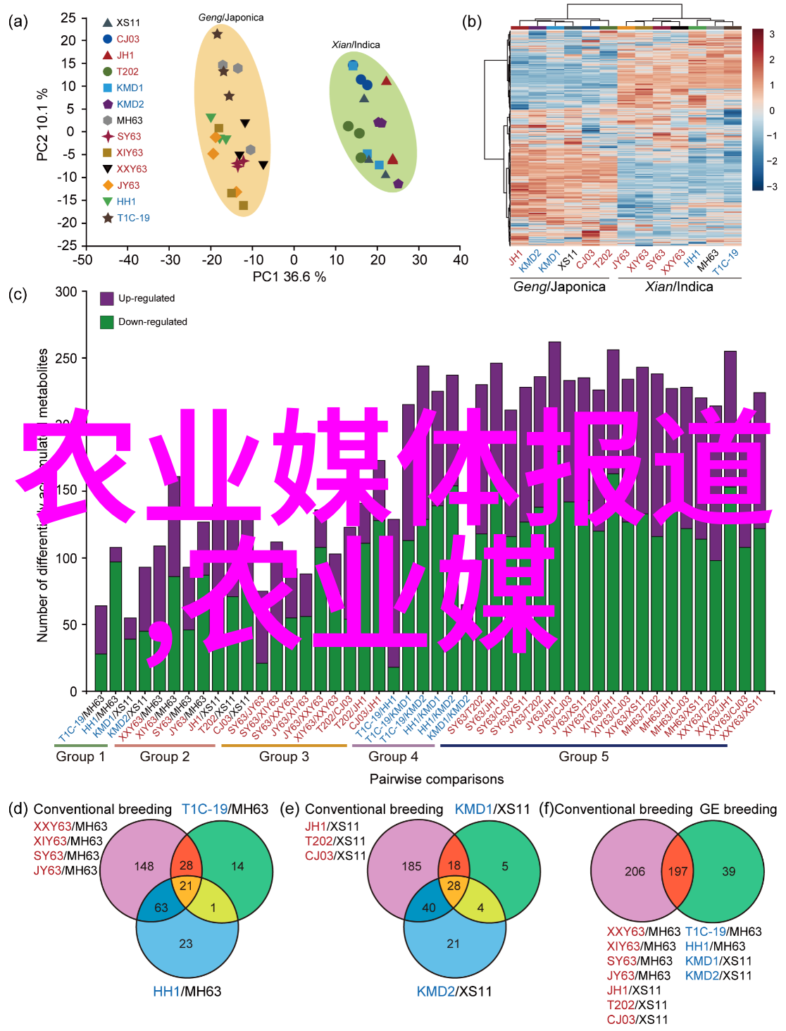 秋季豆类种植指南8月到9月的选择与注意事项