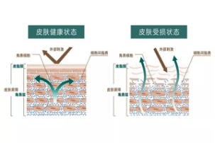 育蜂技术 - 巧手引领深入探究如何高效养成强壮蜂王的技巧