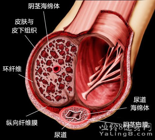 坏蛋是怎样炼成的-从不良少年到犯罪分子的心理转变