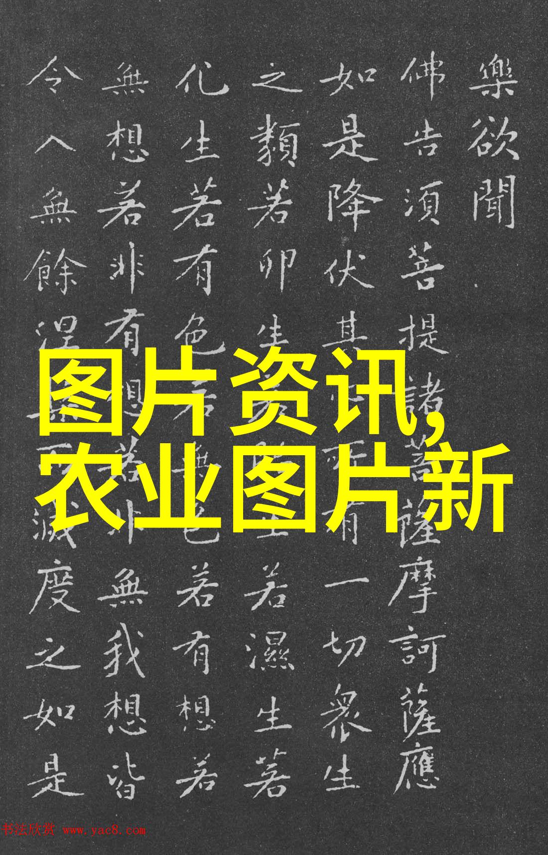 政策导向如何塑造了2022年肉牛价格的波动