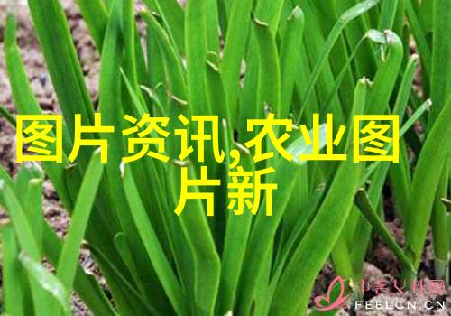 阳台种什么水果好看又好吃我家阳台的甜蜜时光从无到有一株株香甜可口的小园子