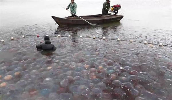 牛赚秘籍养10头一年挣多少母牛经济杂交技巧解析与注意事项