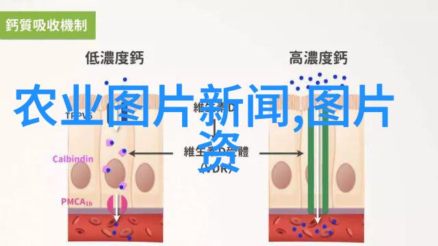 蔬菜新鲜源揭秘最近的蔬菜批发市场