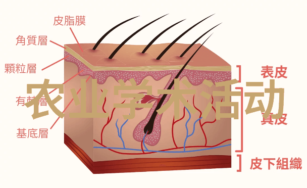 美丽鲜花图片-绚烂盛开探索世界上最迷人美丽鲜花图片