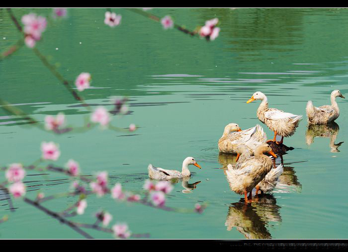 我的奇幻旅程化龙之谜