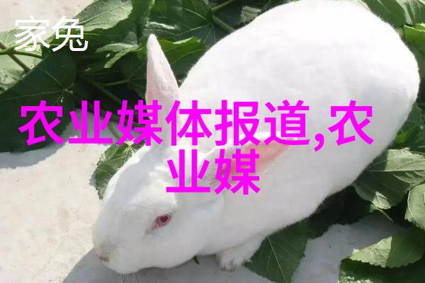 蜂后之道从初学者到高级养蜂师的技术进阶