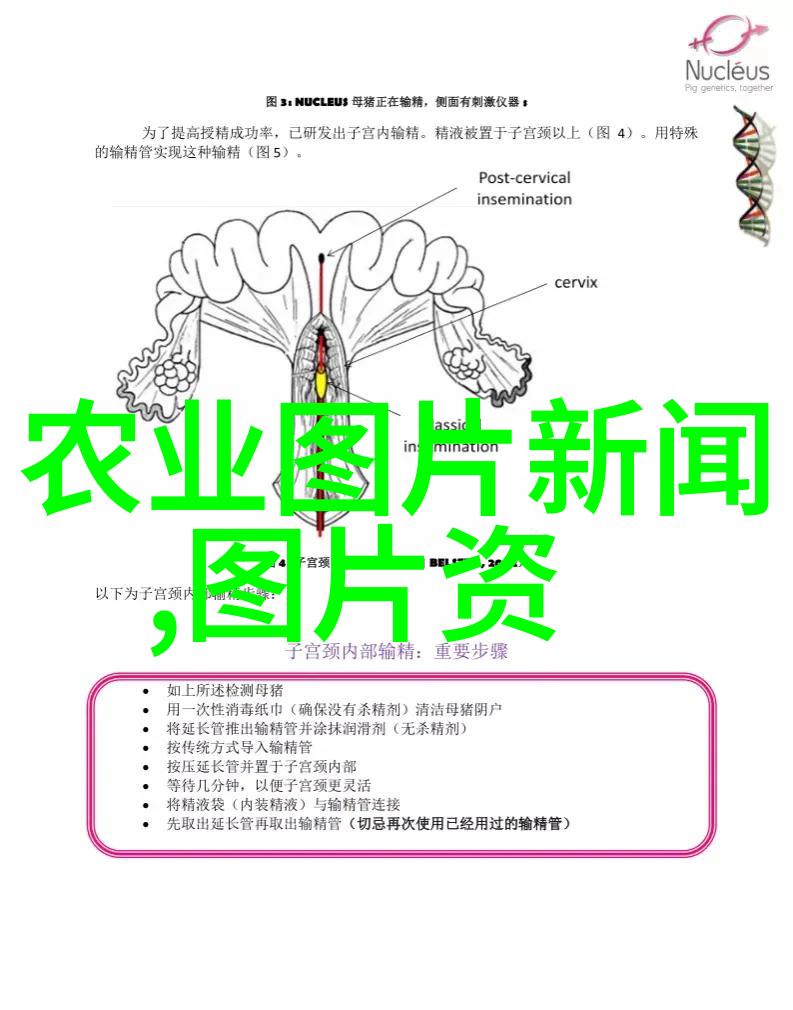 新大牧业解密揭秘假妊娠之谜守护母猪健康宝库