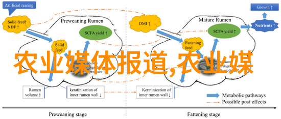 禽类养殖技术高效的饲养管理与疾病防控