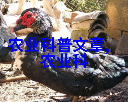 稻田之歌黄鳝的悠扬旋律