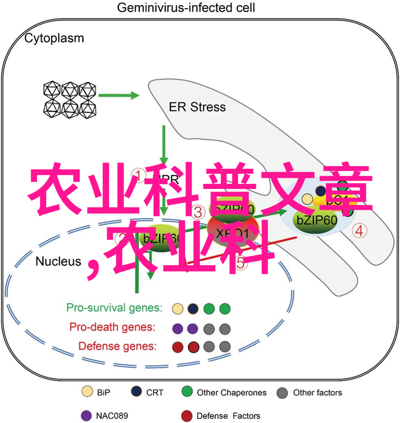 蜂箱双重效用探索养两群蜂的可能性