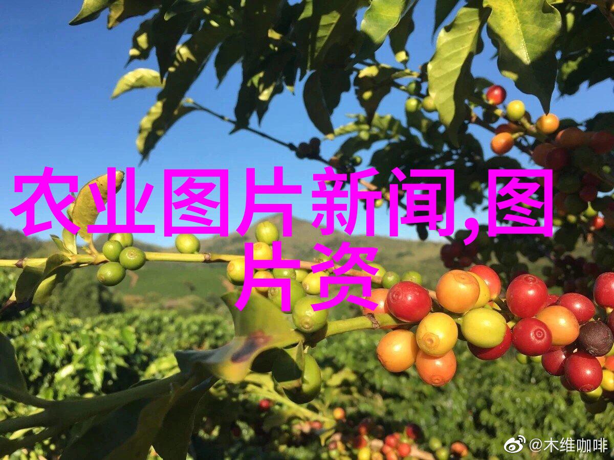 茶花树内家之吉凶探究传统文化与现代居住空间的冲突与和解