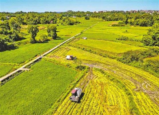 盆栽木本花卉大全种植技巧与装饰艺术