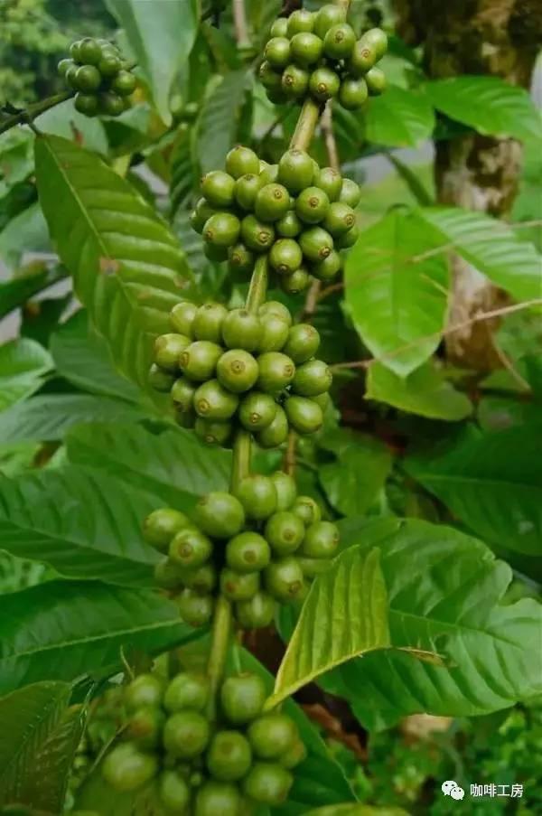 一箱蜂分三箱蜂的方法-巧妙解析养蜂技巧从一箱到三箱的蜂群管理艺术