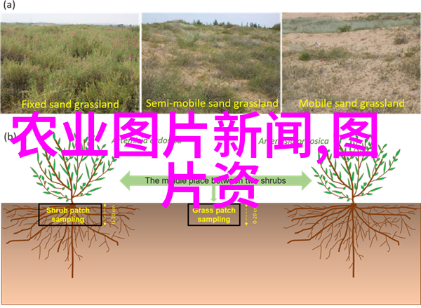 玉米播种时间科学解析最佳时机