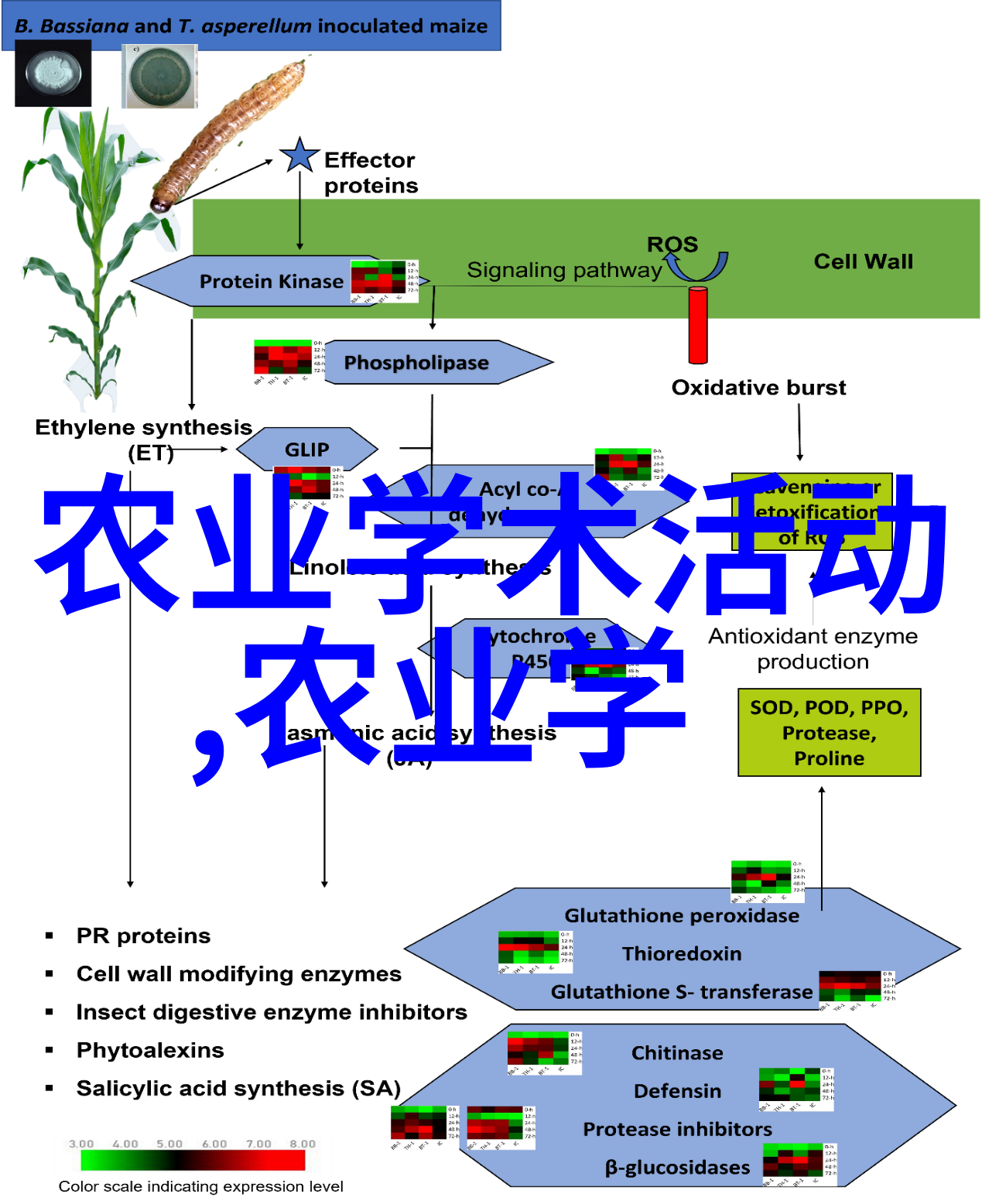 养猪必备的五大草类