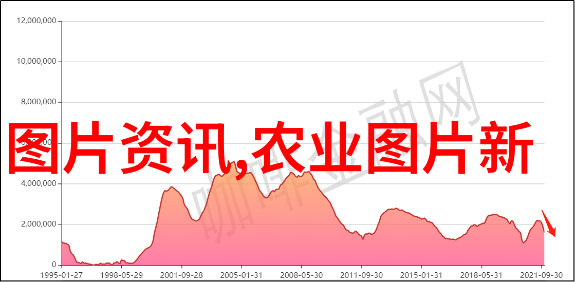 安庆香樟变光头树15公分白蜡树价同曳