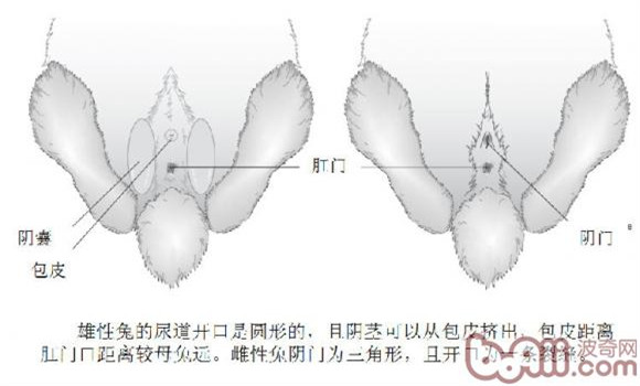 新兴市场中正规合作养殖企业面临哪些挑战