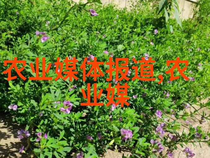 春节菊花种植技术反复强调花卉秋季栽培管理措施