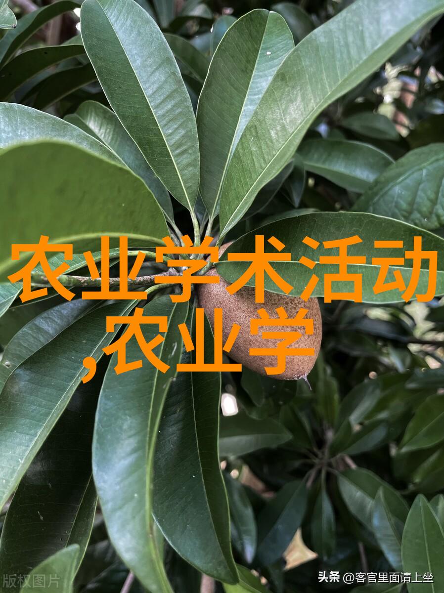 主题我怎么就没想到要先擒拿好计划呢