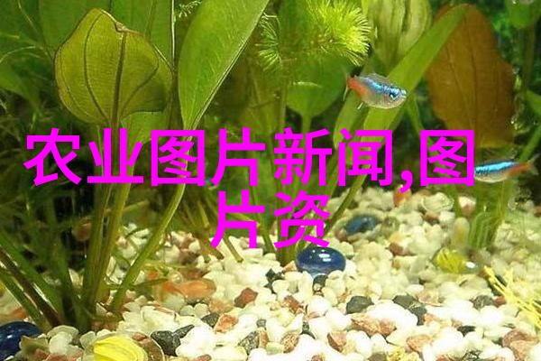 饲养-精准养殖揭秘高效饲料配方的科学选择与实践