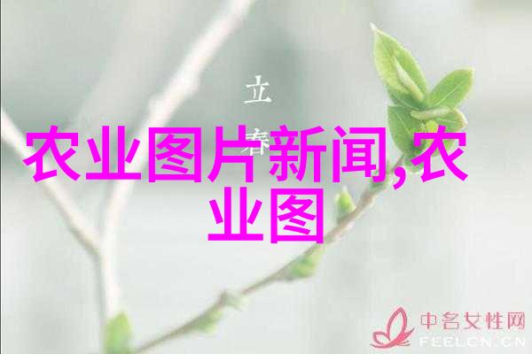 蜂箱多群养殖的可行性与挑战研究