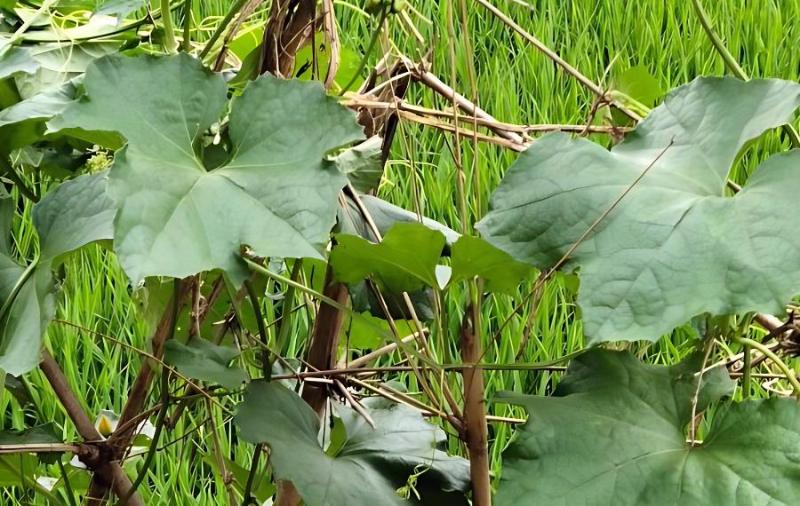 茶香养生探索茶叶十大保健功效