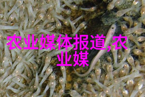 丰富多彩的水果蔬菜种子世界一场色彩斑斓的视觉盛宴