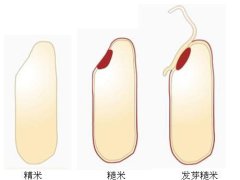 发芽糙米----中国科学院带农业生态研究所