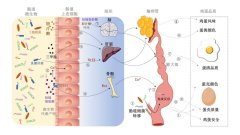 研究综述蛋鸡肠道微生物对鸡蛋品质和安全的调