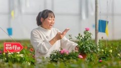 土壤种植技术，拼多多推动农业“数据与现实融