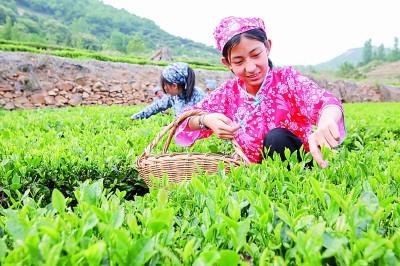 农业图片新闻_中国农业新闻网_新闻农业图片大全/