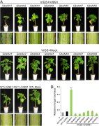 加工所发现棉花对大丽轮枝菌2号生理型的抗病基