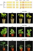 我科学家揭示大丽轮枝菌寄主适应性的分子进化