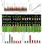 我科学家揭示棉花抗黄萎病的分子遗传结构